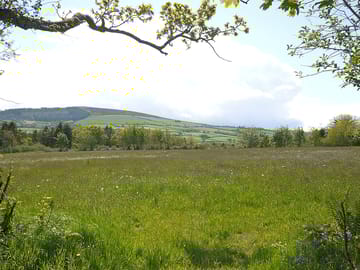 View over the meadow