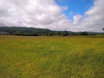 Grassy pitches