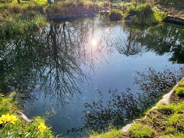 Pond paddock