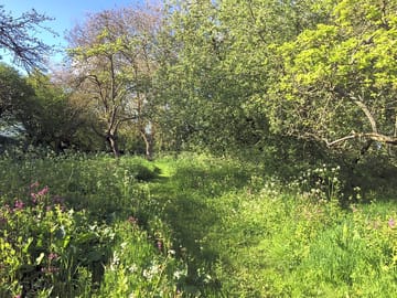 Path through the wild flowers