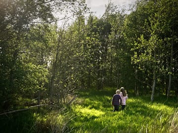 Woodland near the meadow