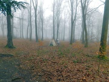 Kids just love the woods