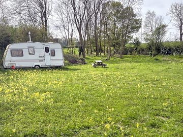 Cowslip in the meadow