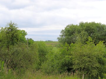 A view over the trees, to the hills beyond