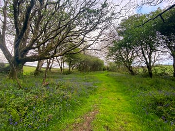 Our woodland walk, at the bottom of the campsite field