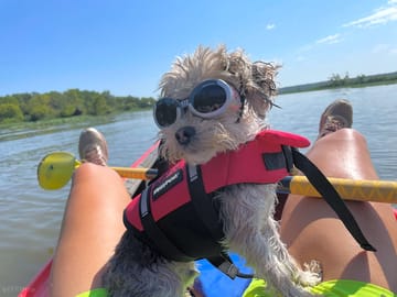Kayaking with dogs