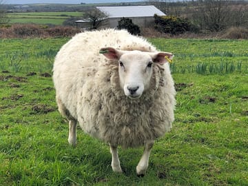 Set on a working farm