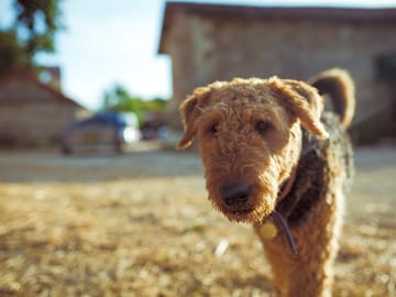 Puppy on the farm