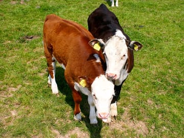Calves
