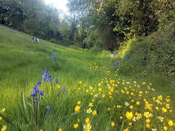 Take a stroll through the meadows