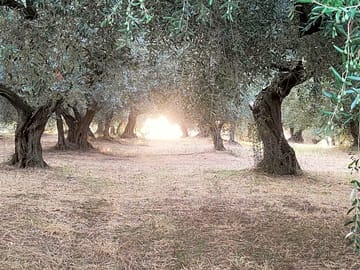 Our olive grove makes people enjoy nature and shade and provides unforgettable views