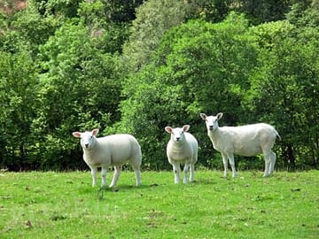 Lambs