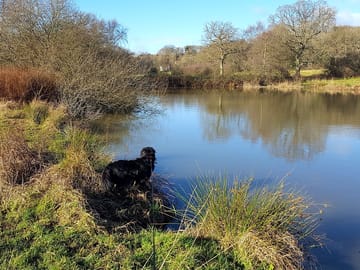 Pond
