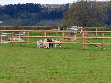 Goats and lambs
