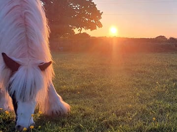 Horse grazing at sunset