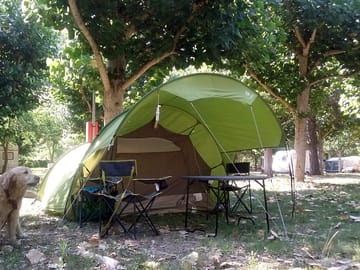 Stay under the trees