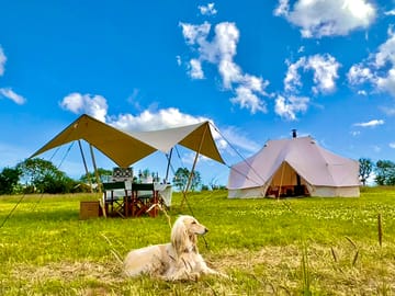 Bacchus blending in with the tents and canopies