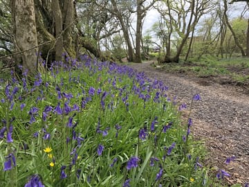 Woodyhyde woodland