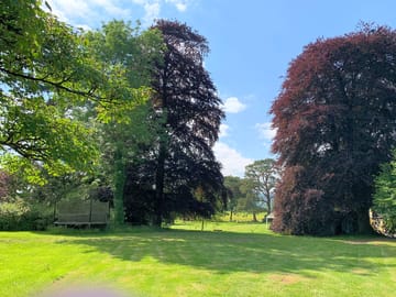 Beech trees