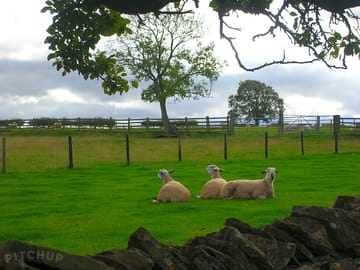 Sheep on farm