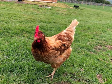 Our friendly free-range chickens