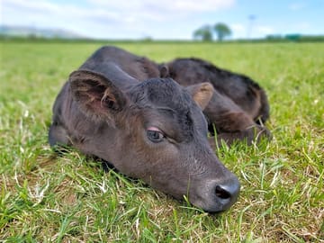 A cheeky calf