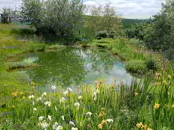 Relax by the pond