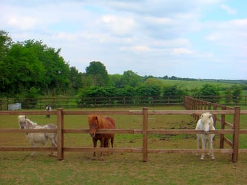 You will love our 4 american miniature horses