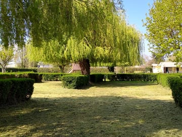 Willows for shade
