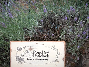 Lavender days