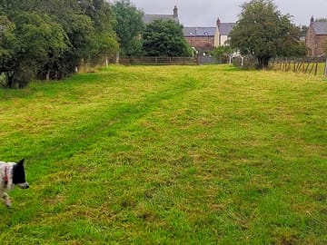Top paddock, looking towards the road and houses