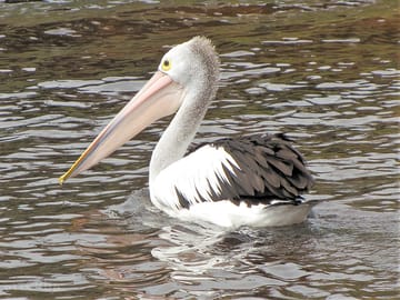 Pelicans on the river