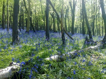 A wander in brenscombe wood, straight from your tipi