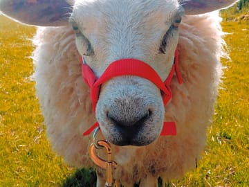 Friendly sheep daisy