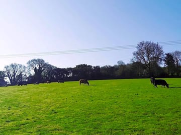 Livestock on site