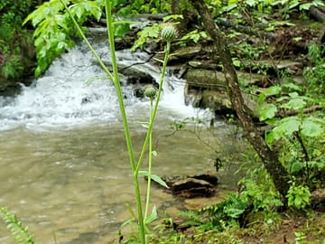 Westside stream