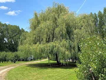 Around the site