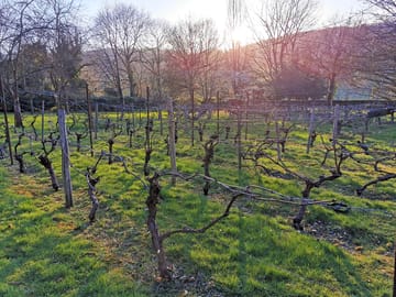 Small vineyard