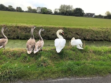 Canada geese and swans on site