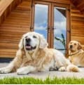 Camping with a dog