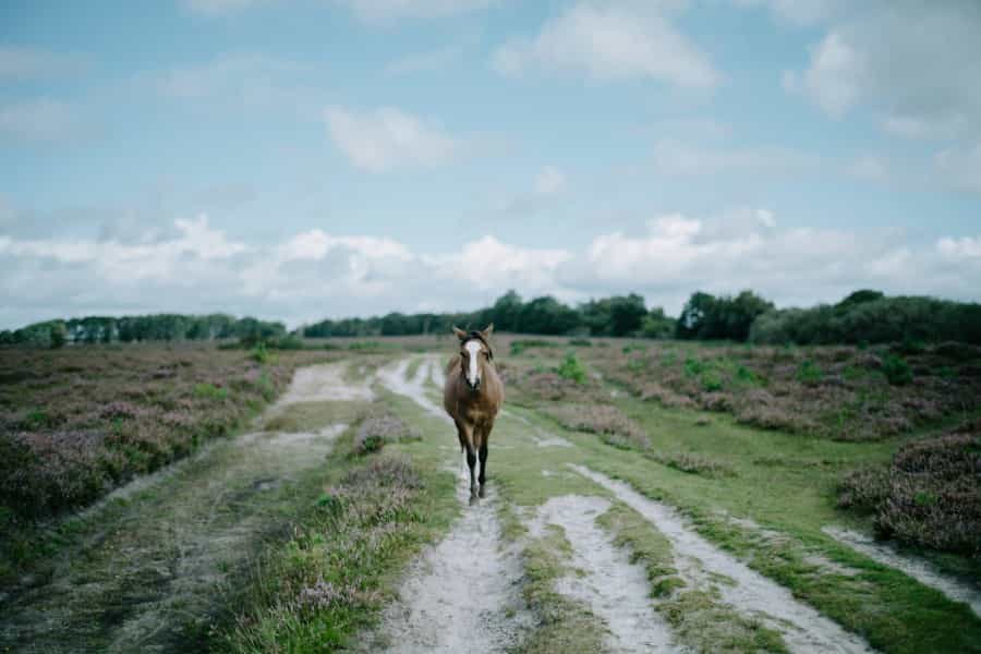 New Forest ponies should only have white markings on their faces or lower limbs (Annie Spratt/Unsplash)