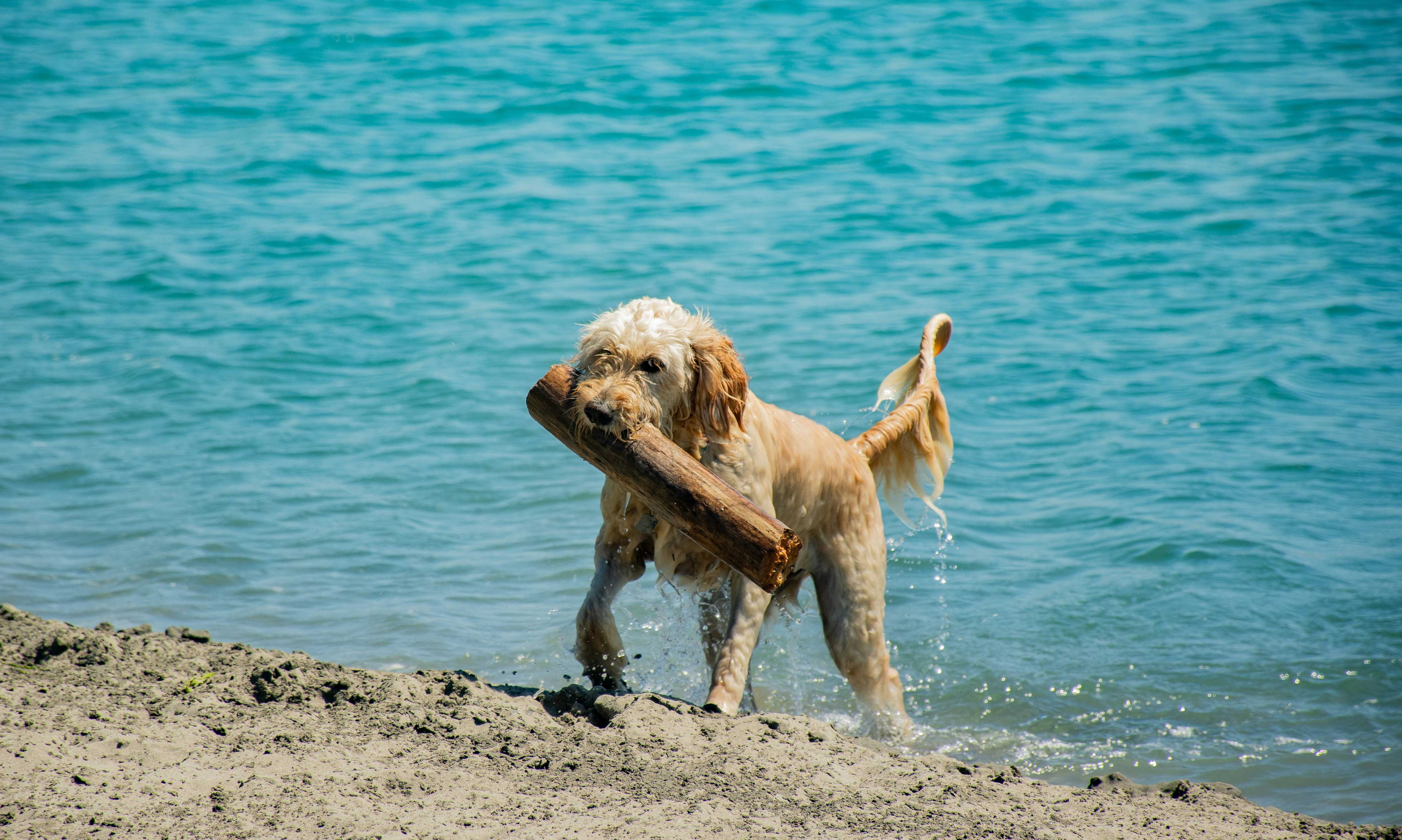 A labradoodle playing ‘fetch’ on an East Yorkshire beach (Luis Lara/Unsplash)