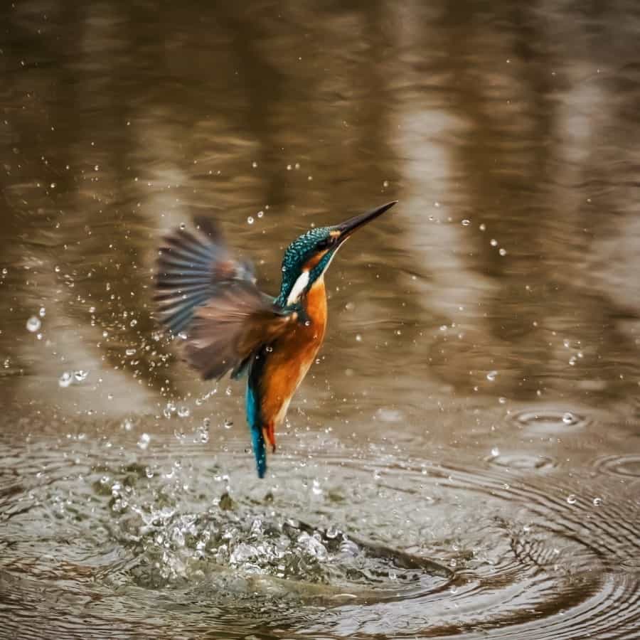 Kingfishers can be spotted on river banks and lake shorelines (Bergadder/Pixabay)