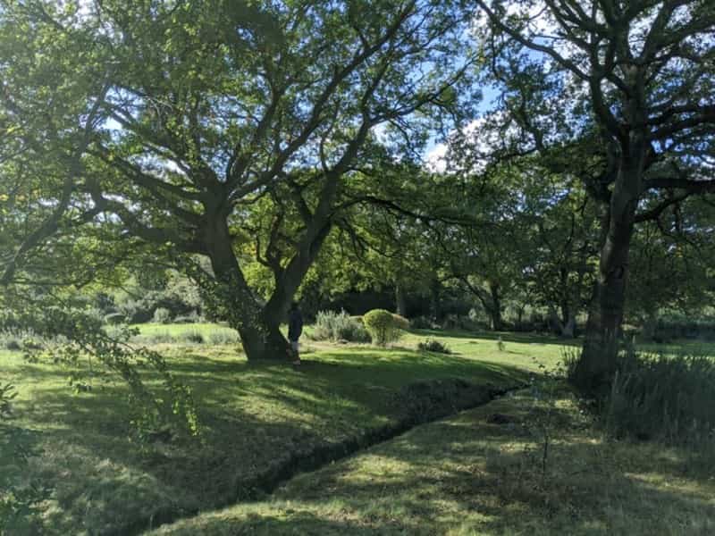 Green and inviting Epping Forest (Jugro Scarlett on Unsplash)
