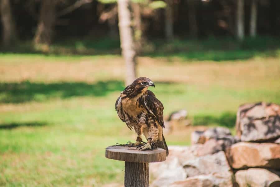 Experience falconry in Northumberland (JP Valery/Unsplash)