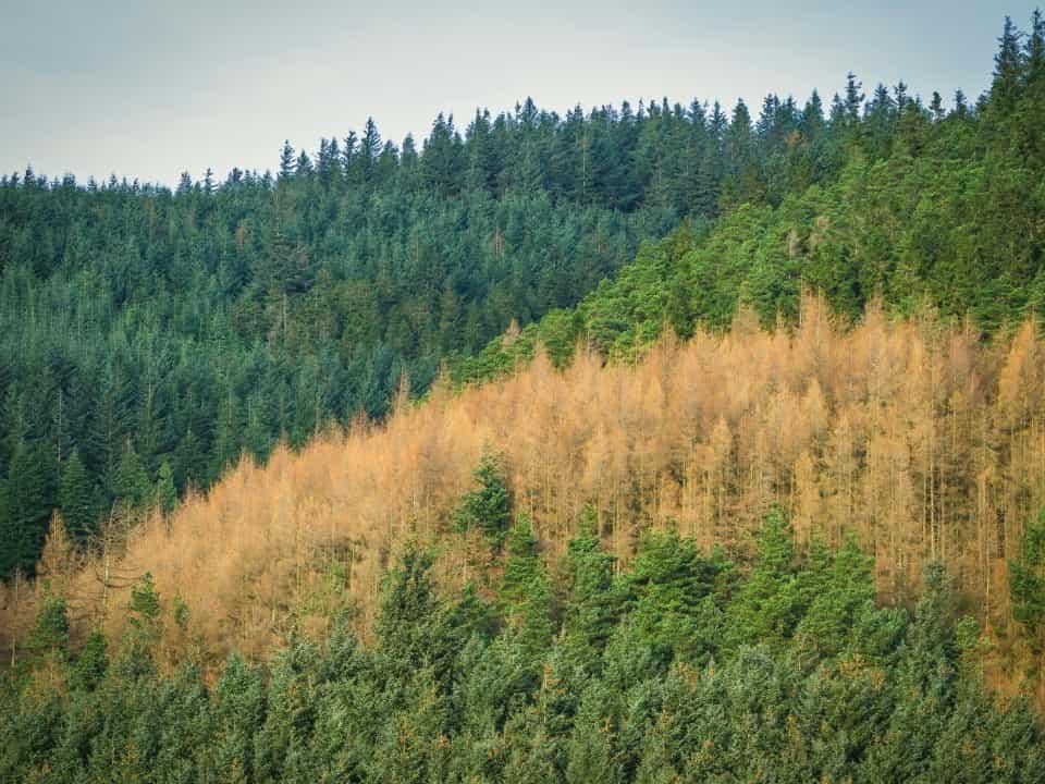 A forested area with lots of trees in different shades of green