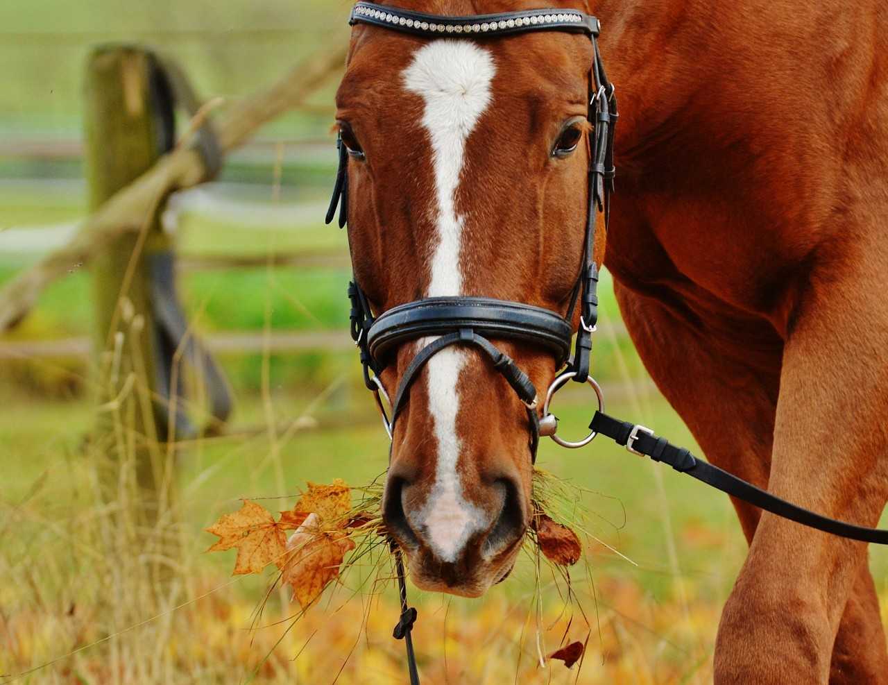 Your horse will need to be fit to tackle the South Downs Way (Pexels)