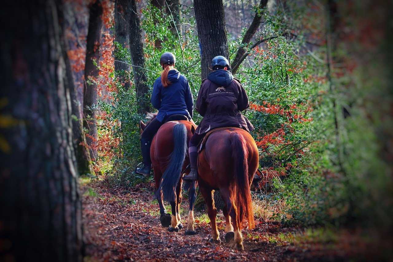 Riding in the New Forest is especially enjoyable when the leaves turn in autumn (Tho-Ge/Pixabay)
