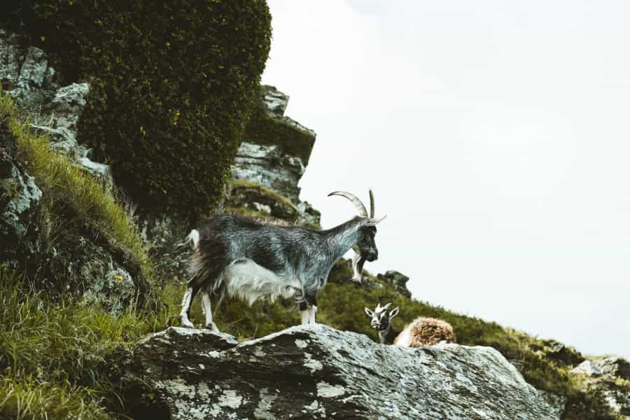 A wild goat at the Valley of Rocks (Annie Spratt/Unsplash)