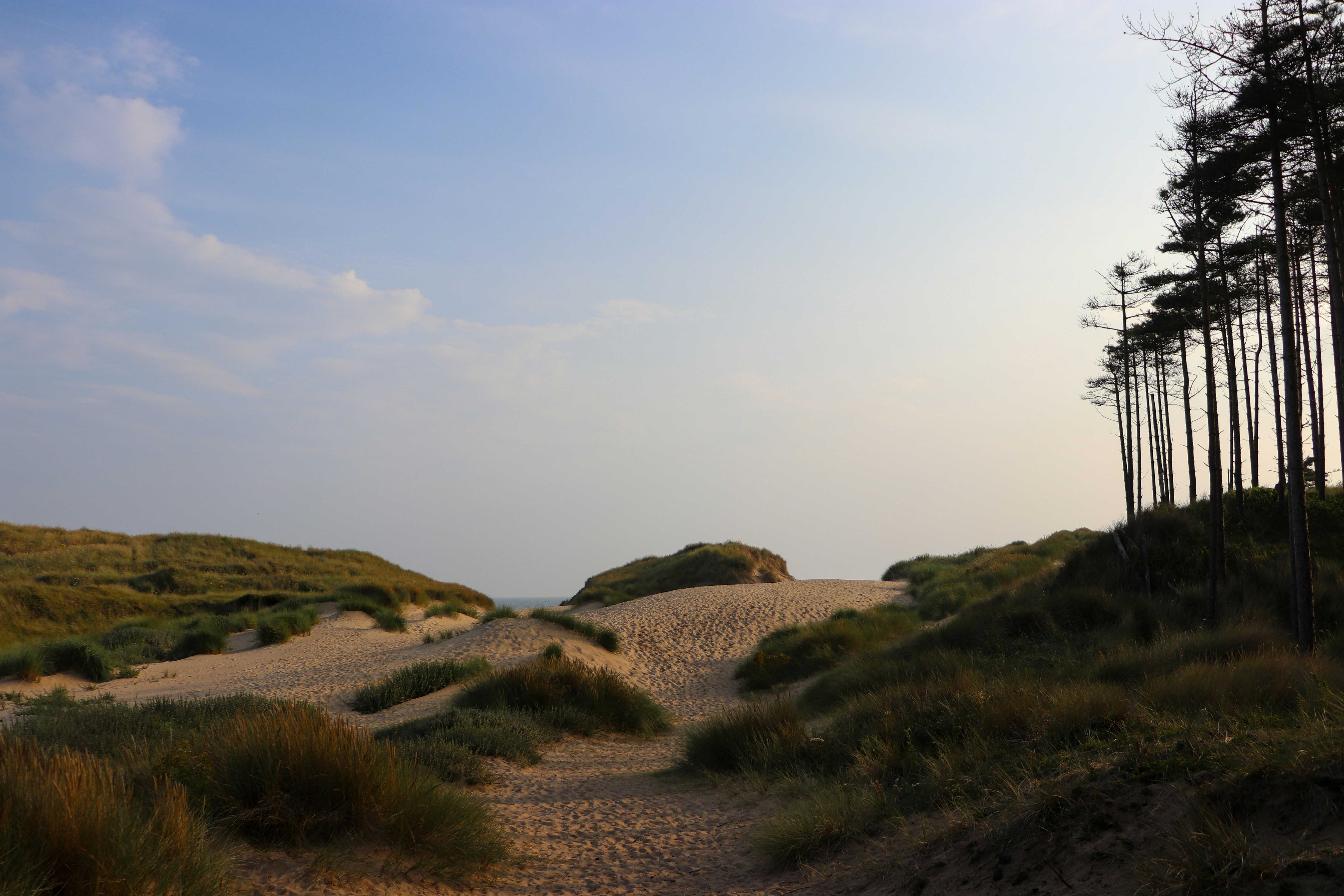 Take in forest and beach at beautiful Newborough (Ben Conod/Unsplash)